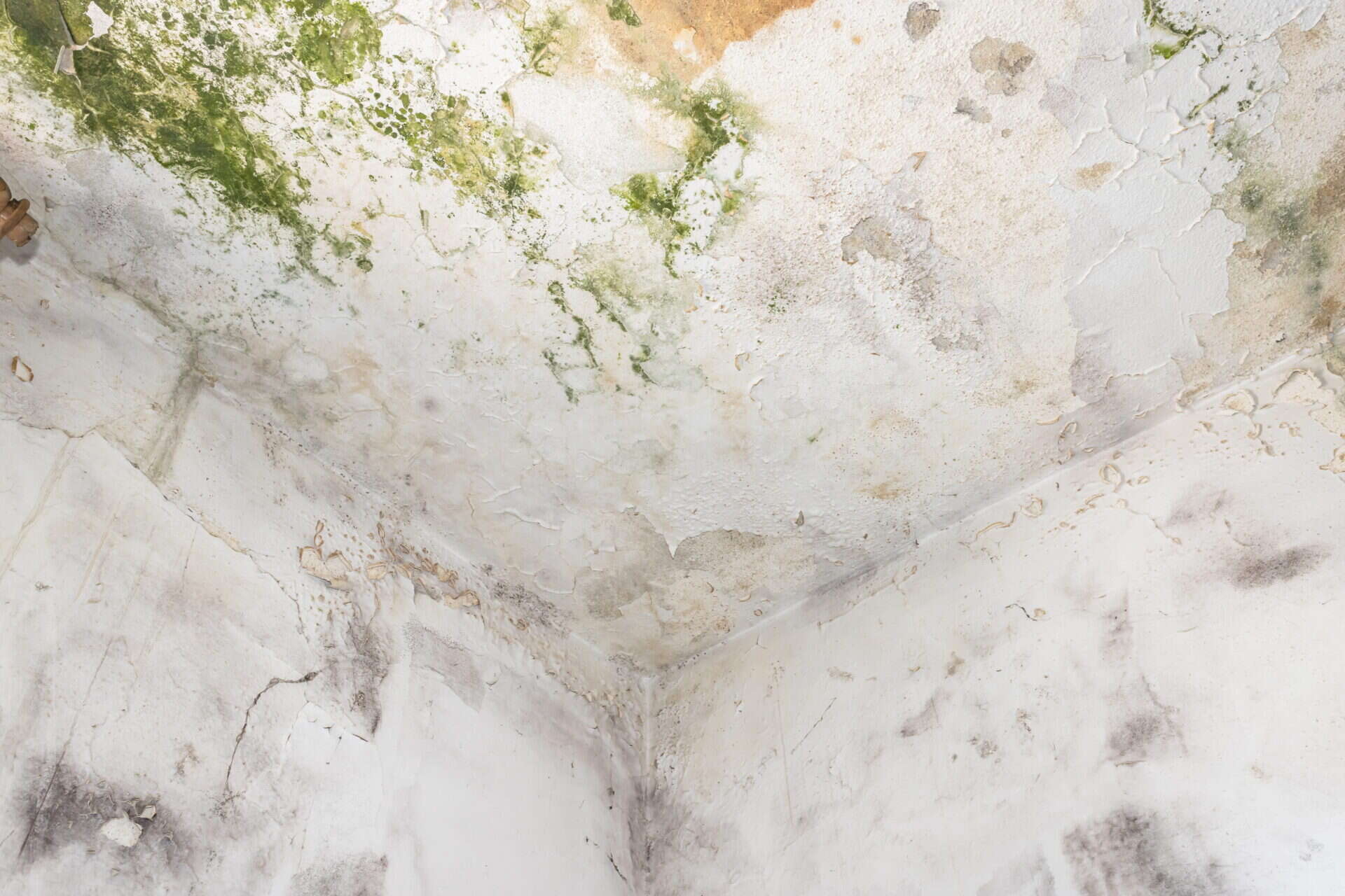 mold damages structural materials