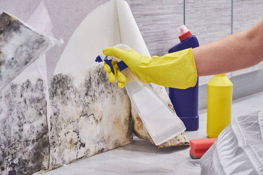 mold remediation