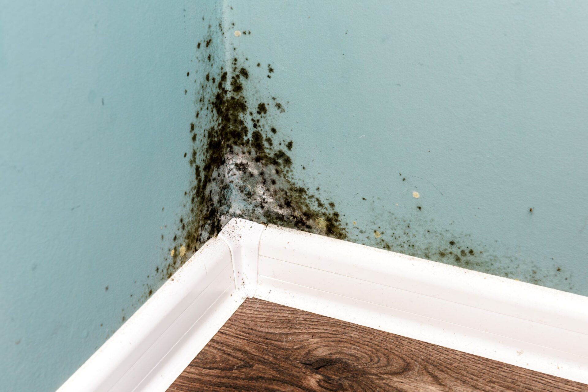 mold growing in the corner of a house