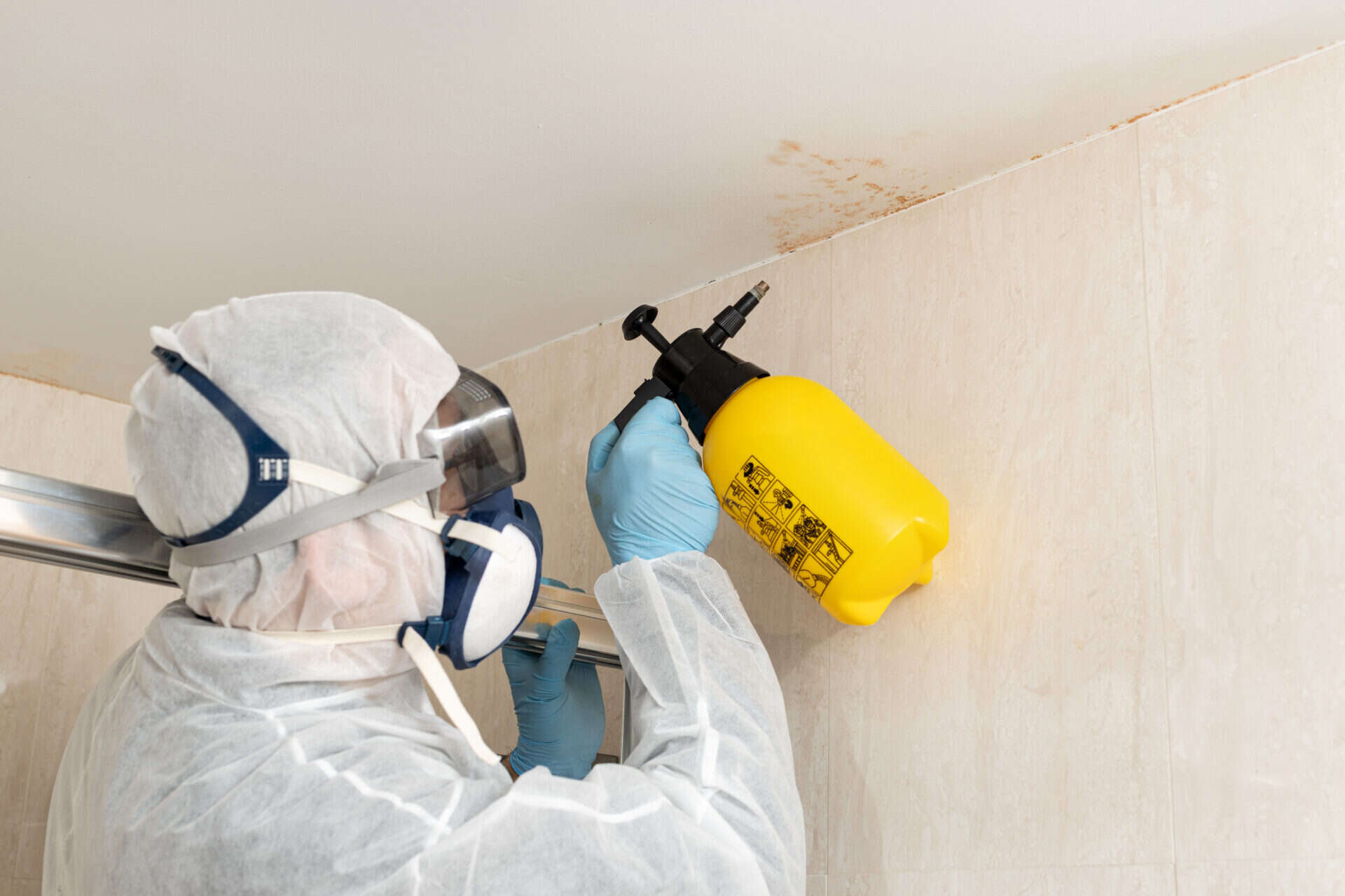 professional mold remediation services